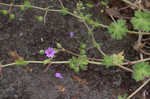 Dovefoot geranium